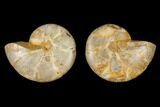 Cut & Polished Agatized Ammonite Fossil- Jurassic #131709-1